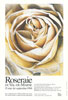 #D21# - Roseraie du Val-de-Marne - Roseraie du Val de Marne - 1996